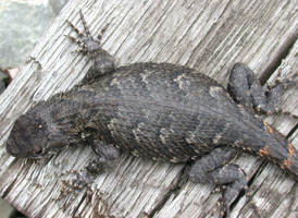 Eastern Fence Lizard